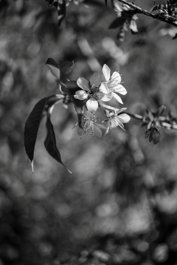 SONY α7CR + FE 40mm F2.5 G