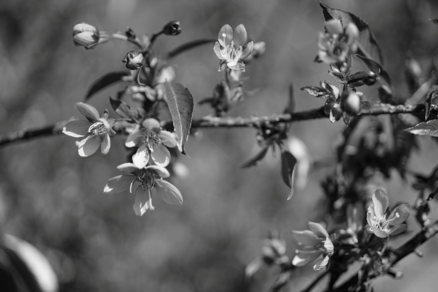 SONY α7CR + FE 40mm F2.5 G