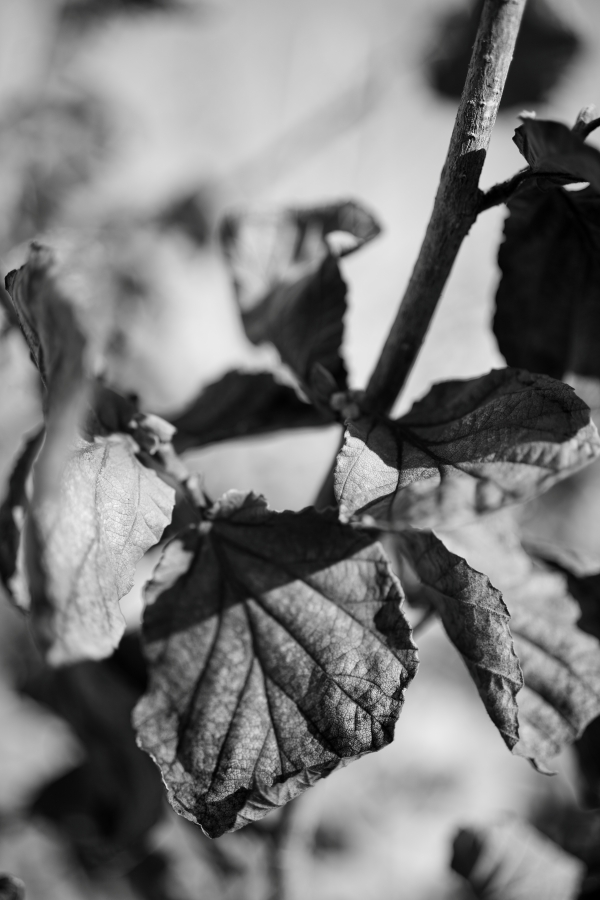 SONY α7CR + FE 40mm F2.5 G