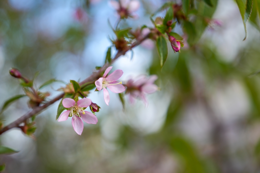 SONY α7CR + FE 24-70mm F2.8 GM II