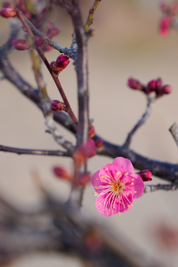 SONY α7CR + FE 24-70mm F2.8 GM II