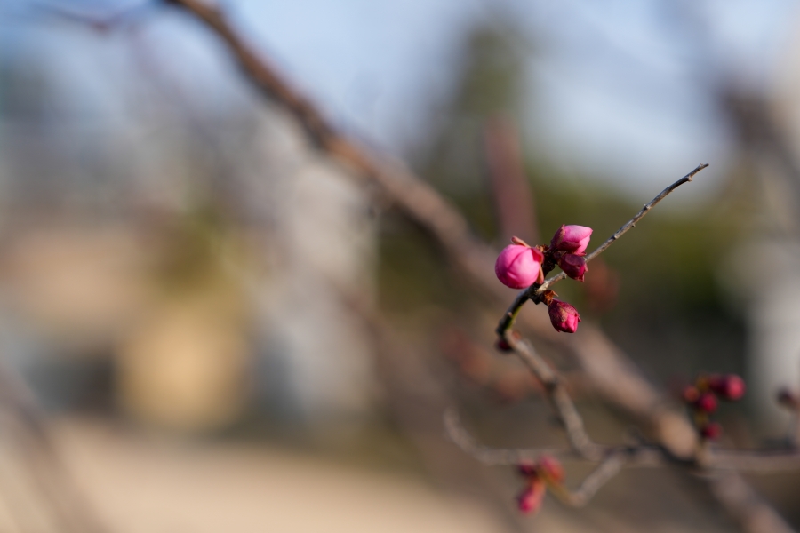 SONY α7CR + FE 24-70mm F2.8 GM II