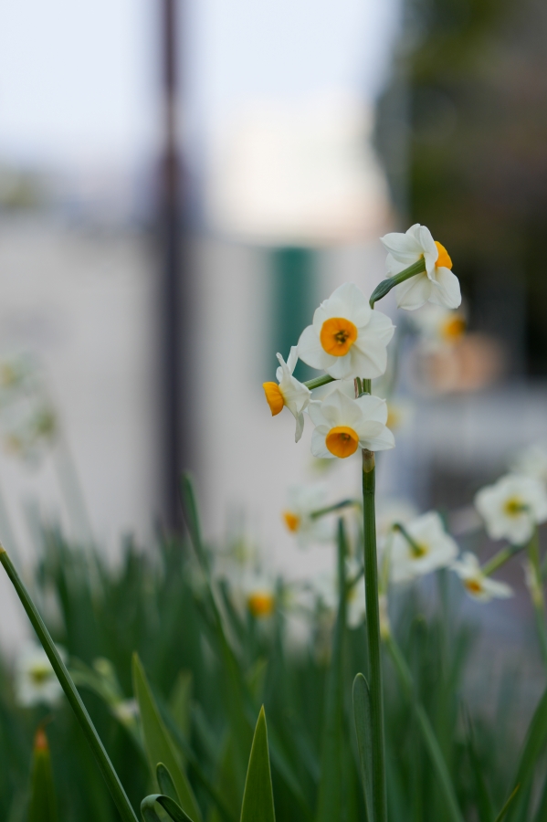 SONY α7CR + FE 24-70mm F2.8 GM II