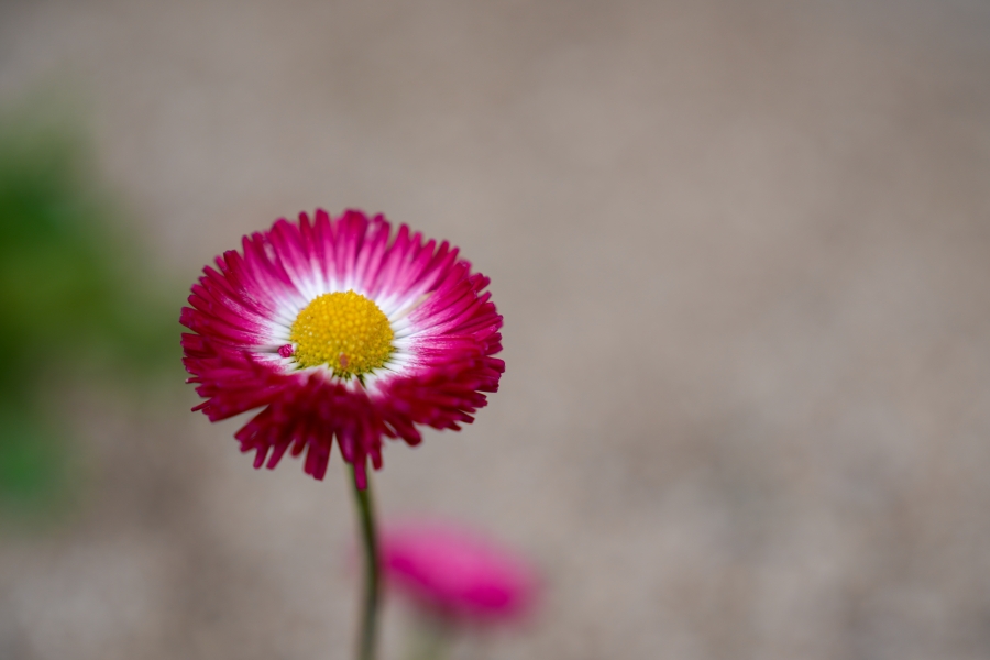 SONY α7CR + FE 24-70mm F2.8 GM II