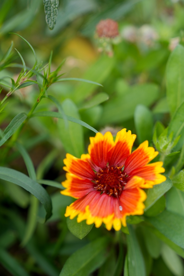 SONY α7CR + FE 24-70mm F2.8 GM II