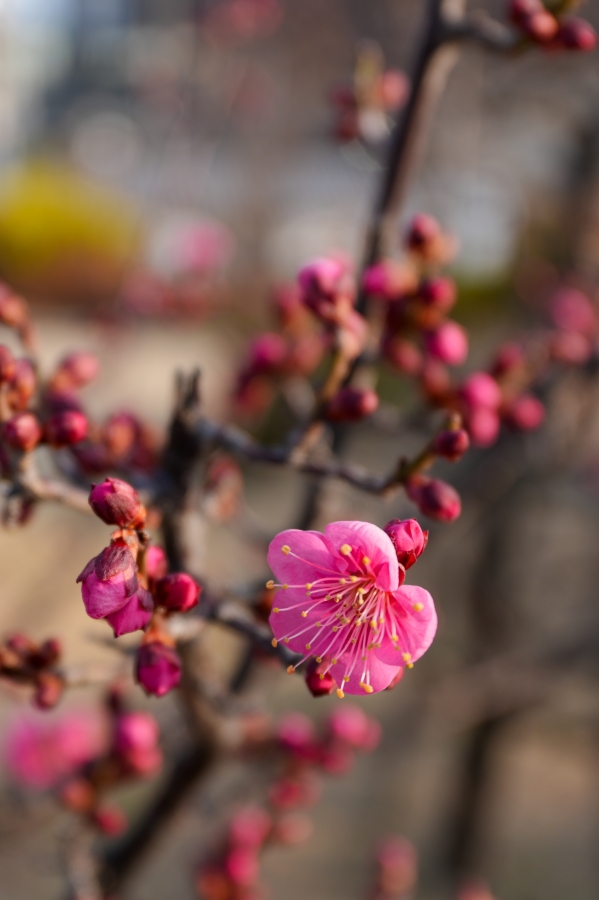 SONY α7CR + FE 16-35mm F4 G