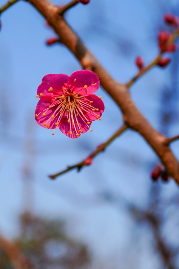 SONY α7CR + FE 16-35mm F4 G