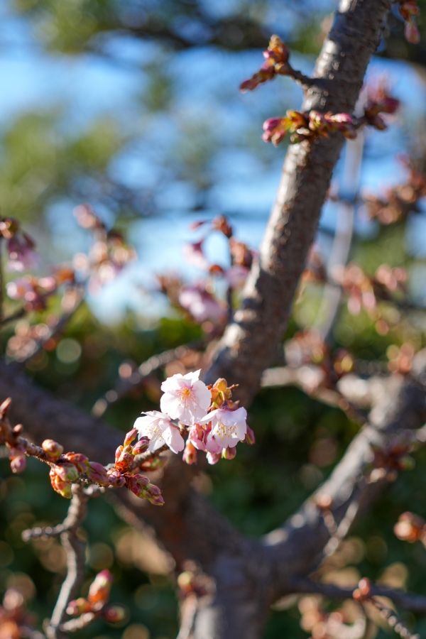 SONY α7CR + FE 40mm F2.5 G