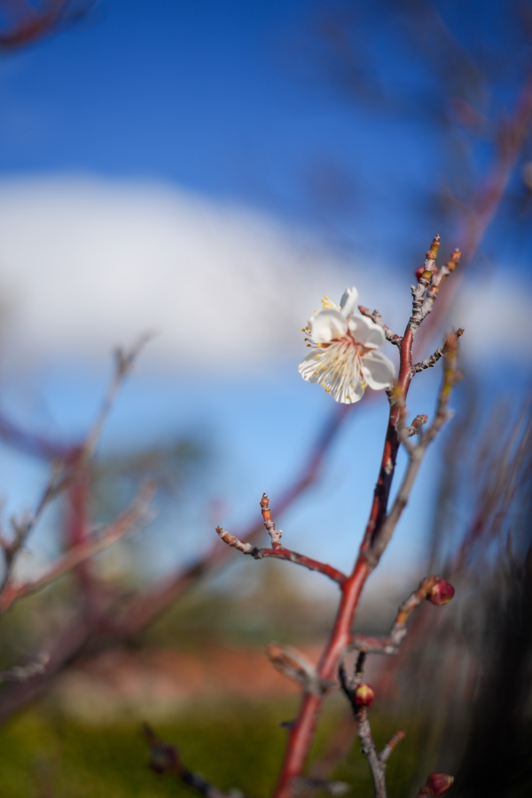 SONY α7CR + FE 40mm F2.5 G