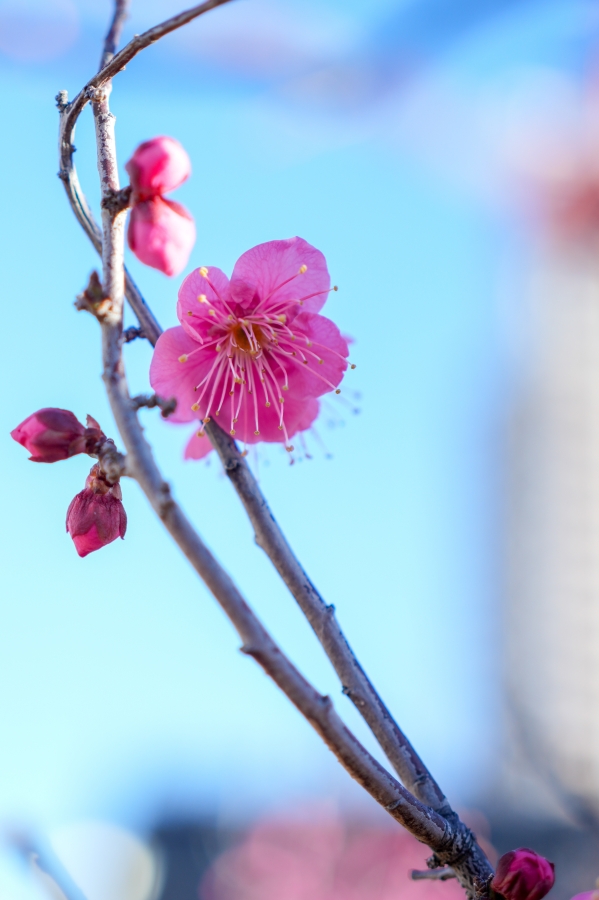 SONY α7CR + FE 40mm F2.5 G