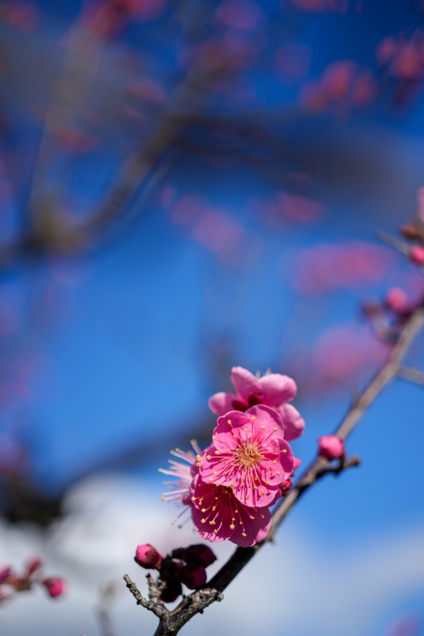 SONY α7CR + FE 40mm F2.5 G