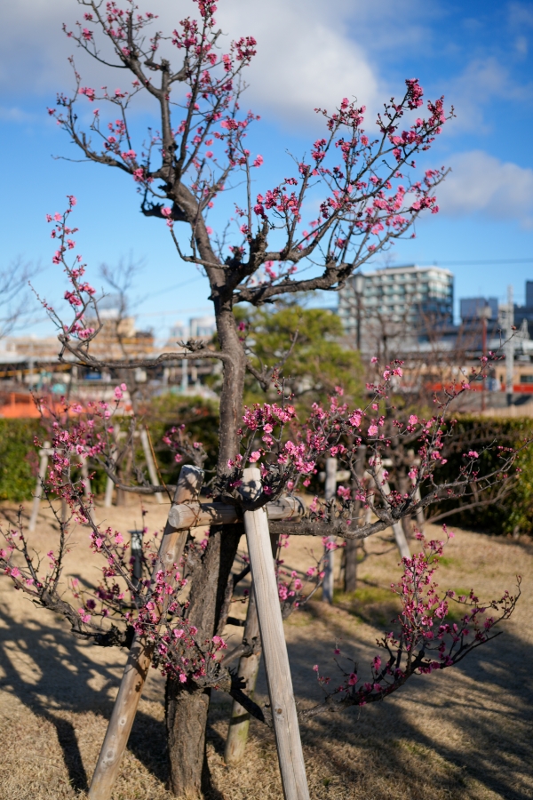 SONY α7CR + FE 40mm F2.5 G