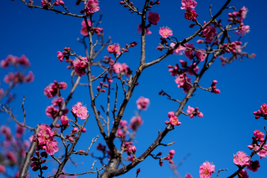 SONY α7CR + FE 40mm F2.5 G