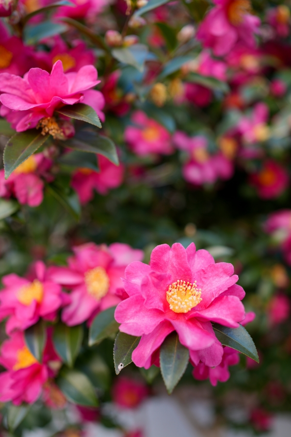 SONY α7CR + FE 35mm F1.8