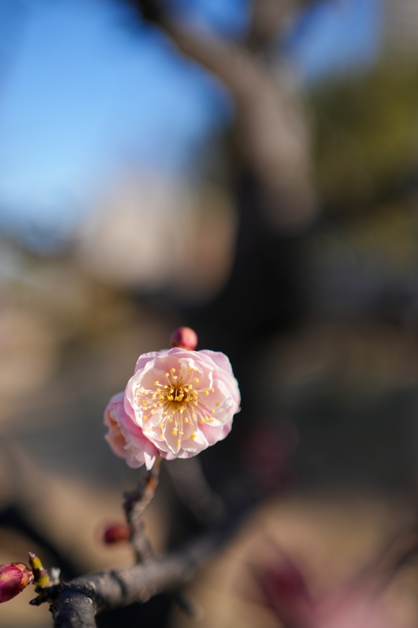 SONY α7CR + FE 35mm F1.8