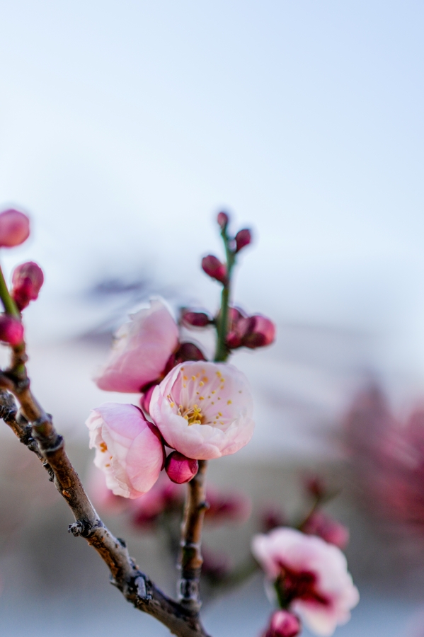 SONY α7CR + FE 35mm F1.8