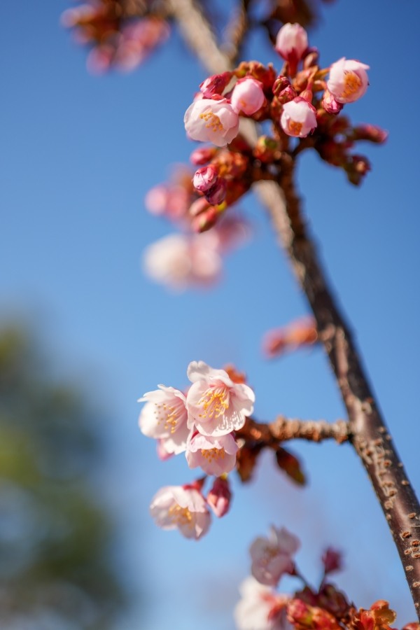 SONY α7CR + FE 35mm F1.8