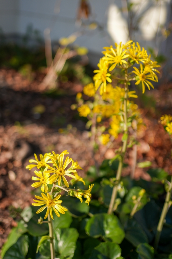 SONY α7CR + FE 35mm F1.8