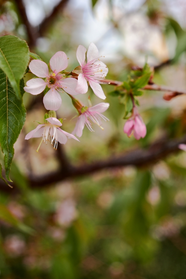 OM SYSTEM OM-3 + M.ZUIKO DIGITAL ED 12-45mm F4 PRO
