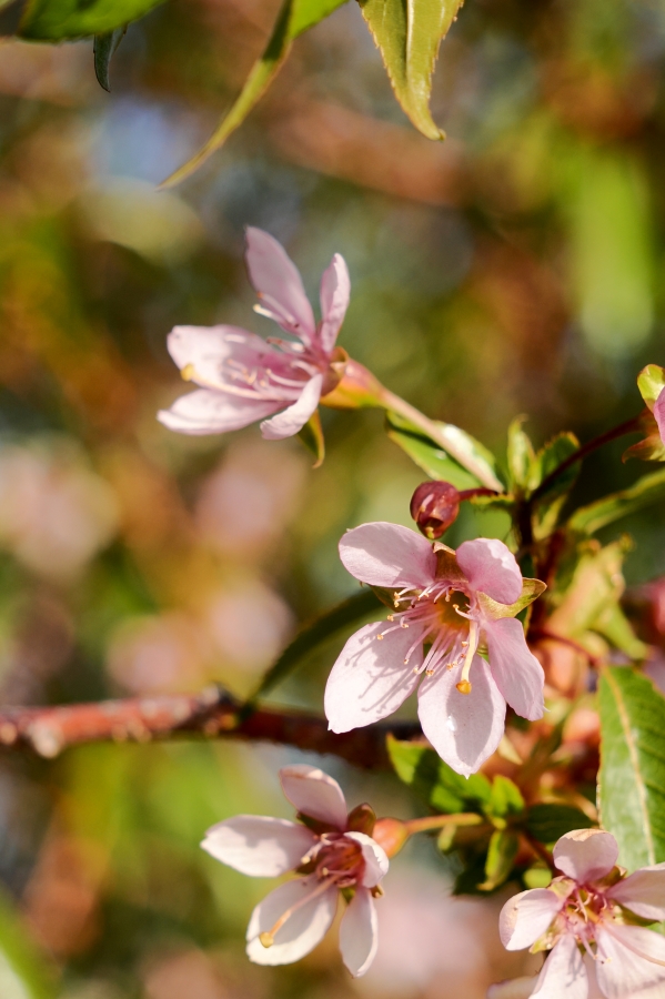 OM SYSTEM OM-3 + M.ZUIKO DIGITAL ED 12-45mm F4.0 PRO