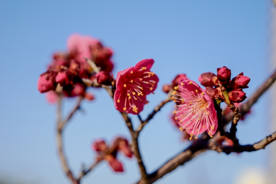 OM SYSTEM OM-3 + M.ZUIKO DIGITAL ED 12-45mm F4.0 PRO
