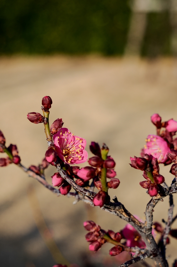 OM SYSTEM OM-3 + M.ZUIKO DIGITAL ED 12-45mm F4.0 PRO