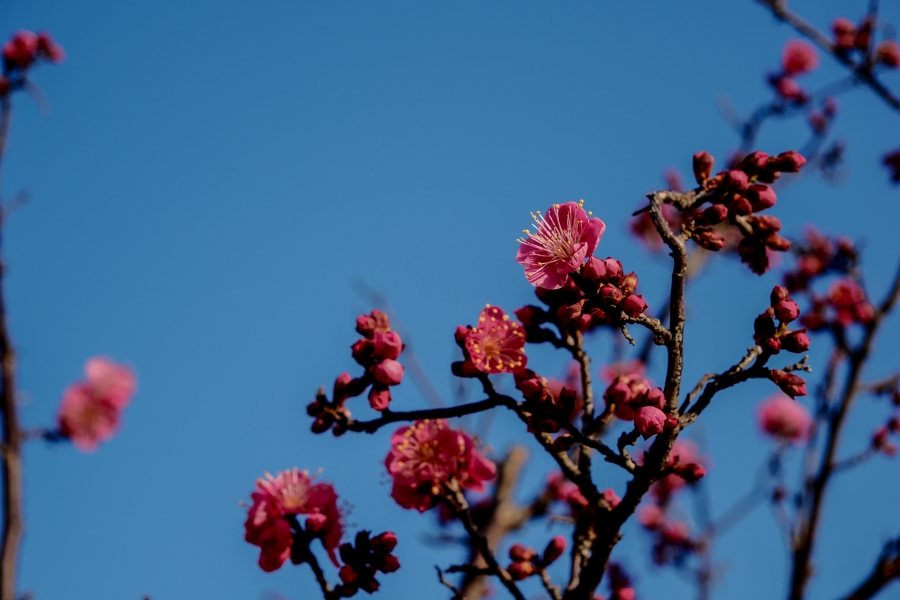 OM SYSTEM OM-3 + M.ZUIKO DIGITAL ED 12-45mm F4.0 PRO