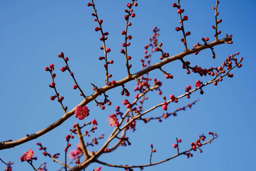 OM SYSTEM OM-3 + M.ZUIKO DIGITAL ED 12-45mm F4.0 PRO