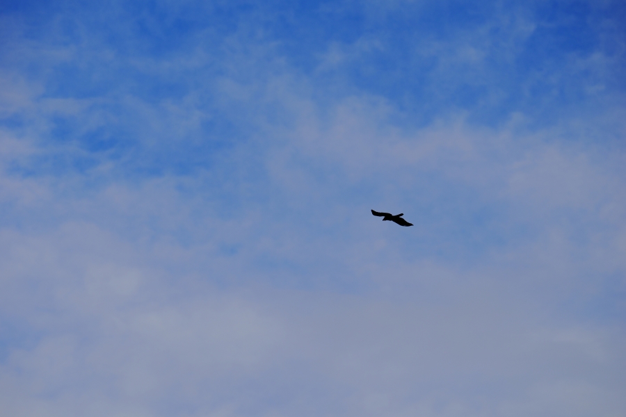 OM SYSTEM OM-3 + M.ZUIKO DIGITAL ED 40-150mm F4.0 PRO