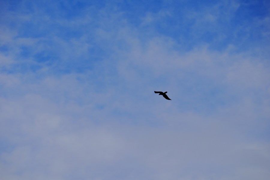 OM SYSTEM OM-3 + M.ZUIKO DIGITAL ED 40-150mm F4.0 PRO