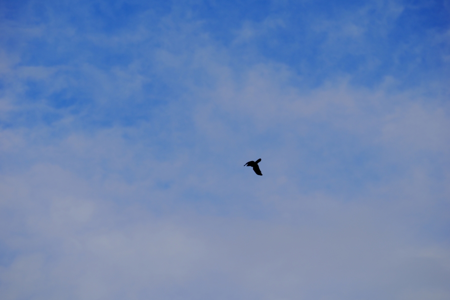 OM SYSTEM OM-3 + M.ZUIKO DIGITAL ED 40-150mm F4.0 PRO