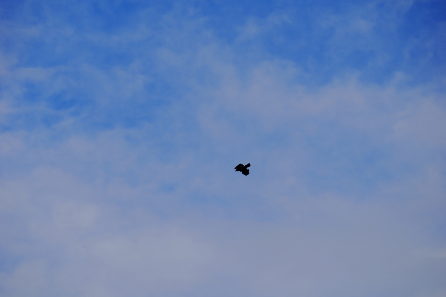 OM SYSTEM OM-3 + M.ZUIKO DIGITAL ED 40-150mm F4.0 PRO