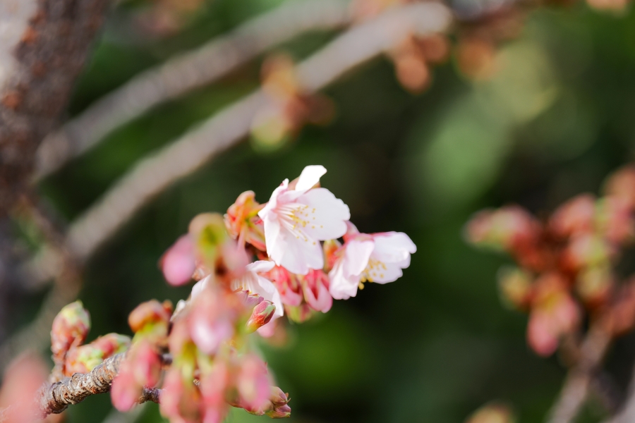 OM SYSTEM OM-3 + M.ZUIKO DIGITAL ED 40-150mm F4.0 PRO