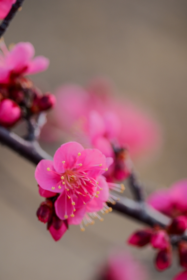 OM SYSTEM OM-3 + M.ZUIKO DIGITAL ED 40-150mm F4.0 PRO