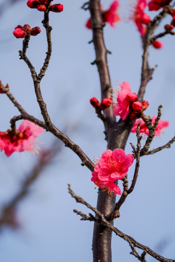 OM SYSTEM OM-3 + M.ZUIKO DIGITAL ED 40-150mm F4.0 PRO