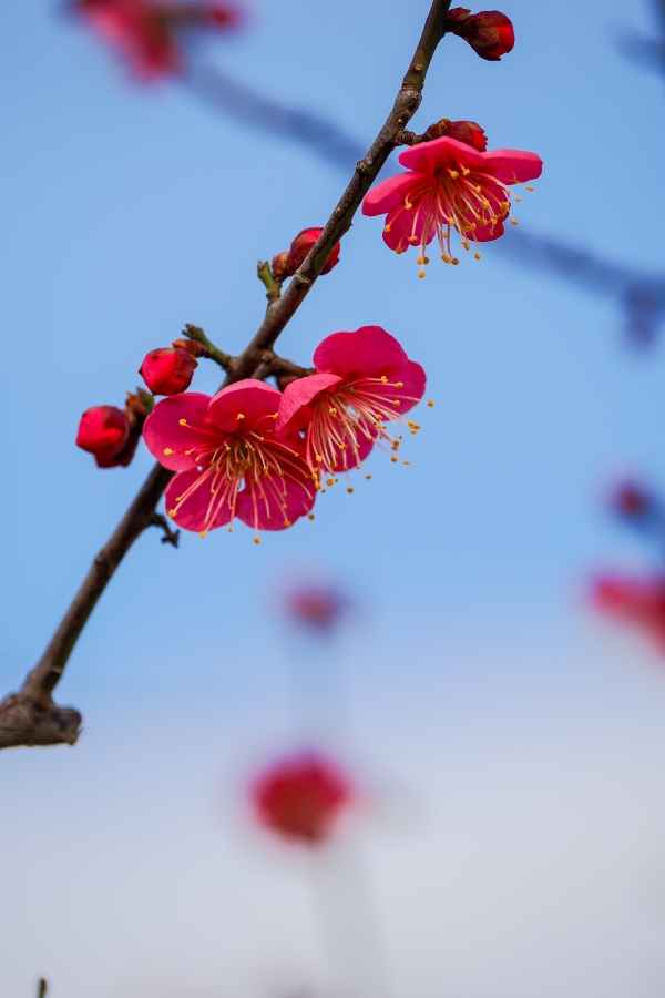 OM SYSTEM OM-3 + M.ZUIKO DIGITAL ED 40-150mm F4.0 PRO