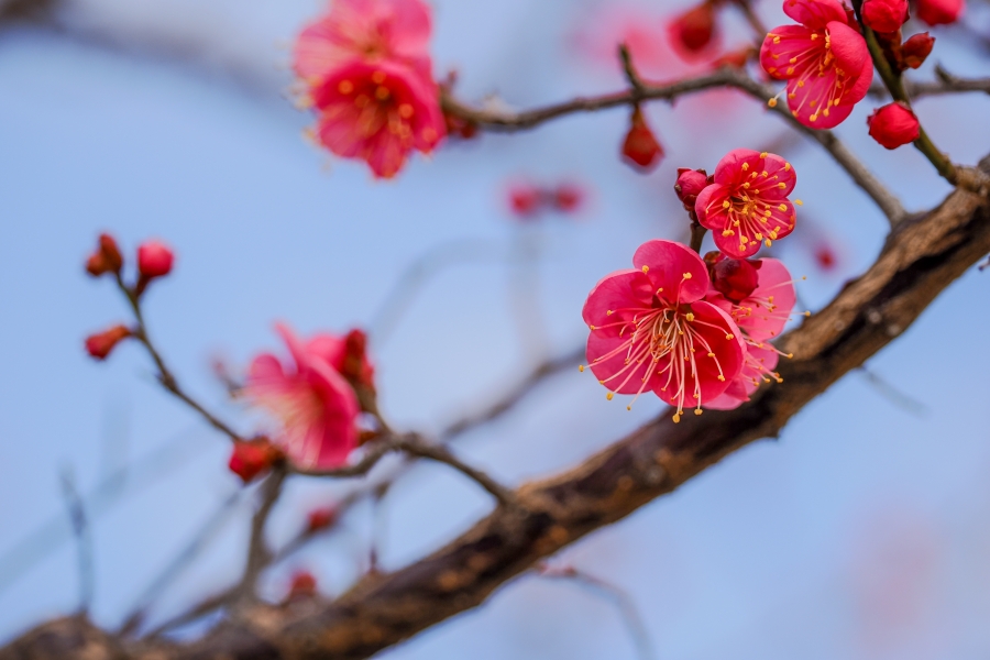 OM SYSTEM OM-3 + M.ZUIKO DIGITAL ED 40-150mm F4.0 PRO