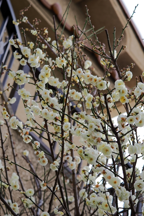 OM SYSTEM OM-3 + M.ZUIKO DIGITAL ED 40-150mm F4.0 PRO