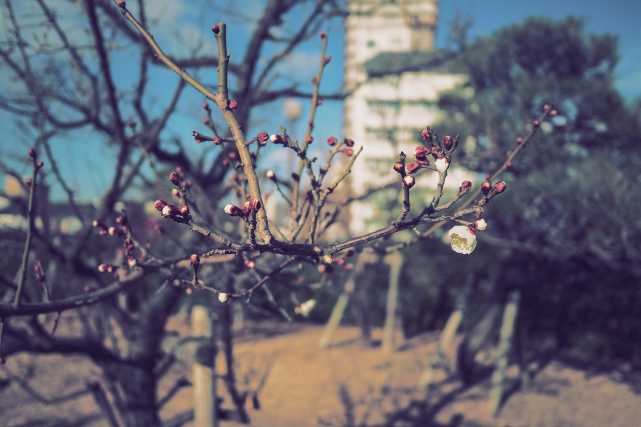 OM SYSTEM OM-5 Mark II + LUMIX G 14mm F2.5 II ASPH