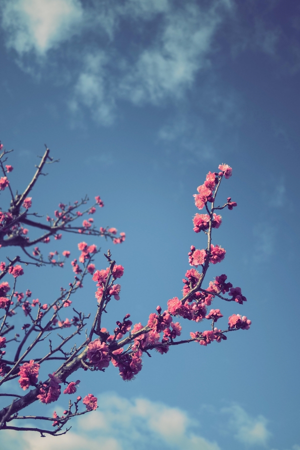 OM SYSTEM OM-5 Mark II + LUMIX G 14mm F2.5 II ASPH