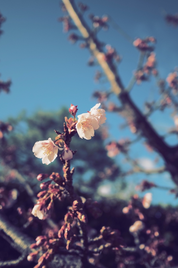 OM SYSTEM OM-5 Mark II + LUMIX G 14mm F2.5 II ASPH