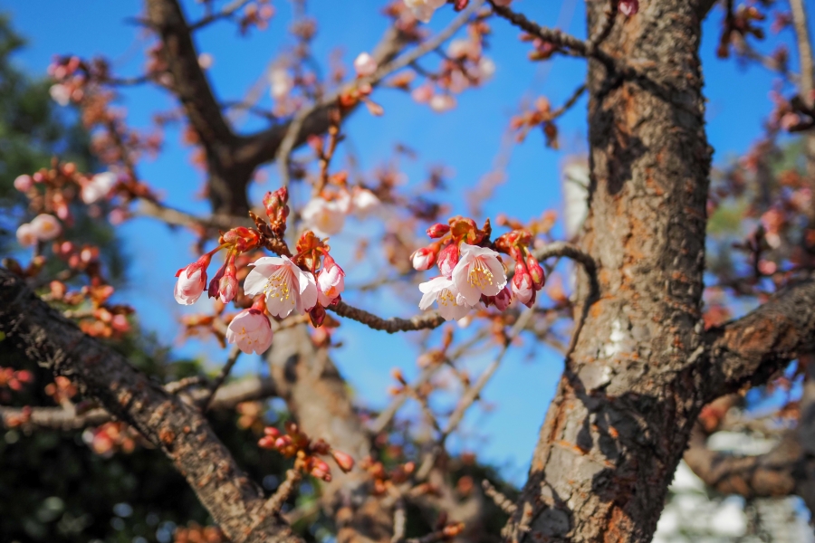 OM SYSTEM OM-5 Mark II + LUMIX G 14mm F2.5 II ASPH
