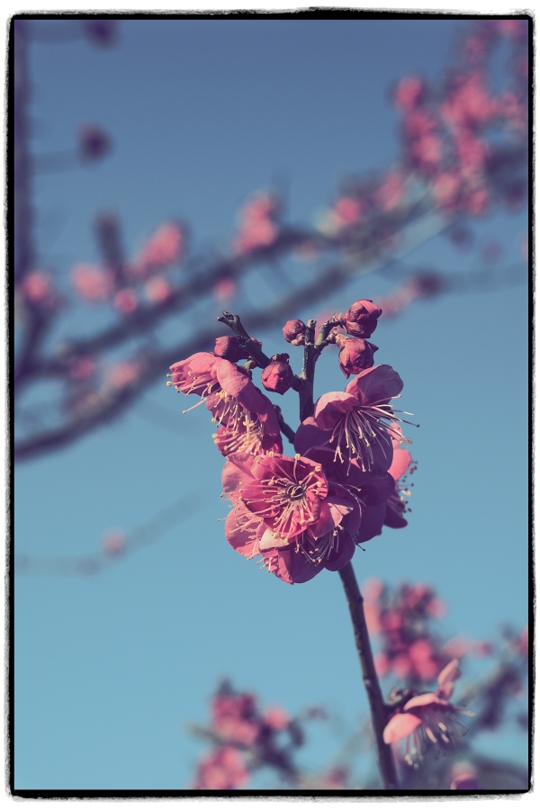 OM SYSTEM OM-3 + M.ZUIKO DIGITAL ED 12-45mm F4.0 PRO