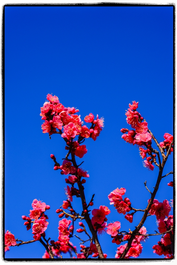 OM SYSTEM OM-3 + M.ZUIKO DIGITAL ED 12-45mm F4.0 PRO