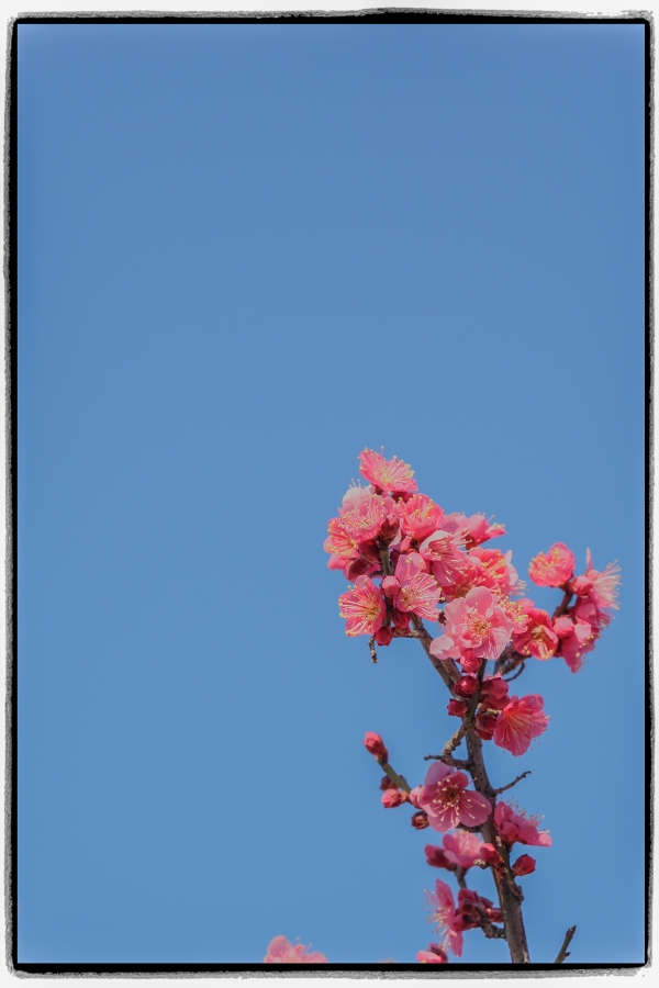 OM SYSTEM OM-3 + M.ZUIKO DIGITAL ED 12-45mm F4.0 PRO