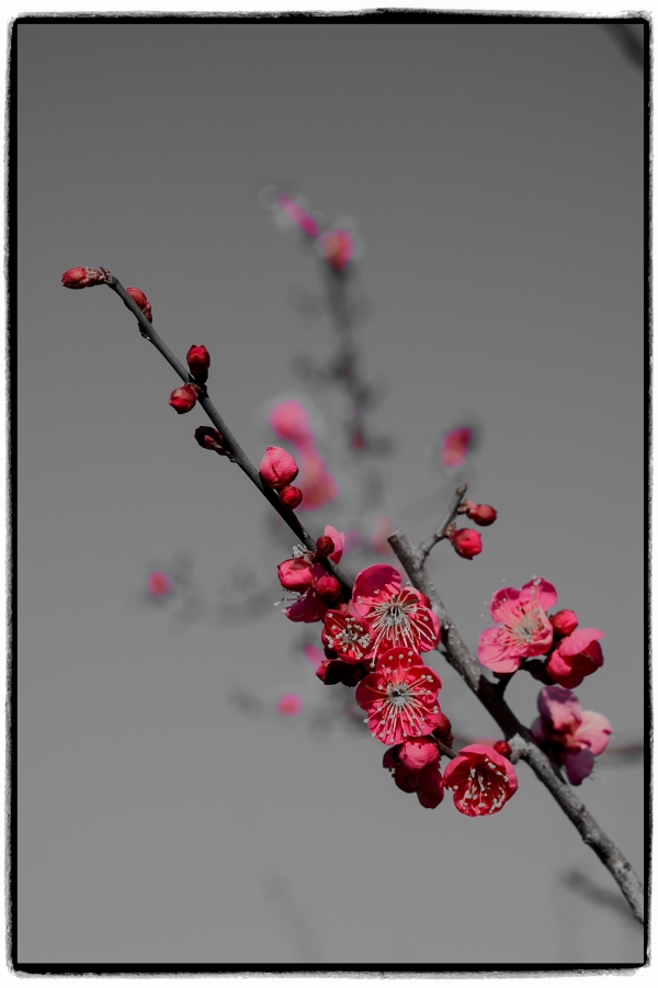 OM SYSTEM OM-3 + M.ZUIKO DIGITAL ED 12-45mm F4.0 PRO