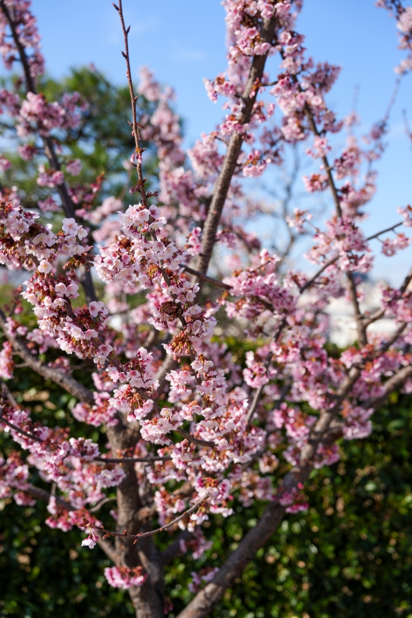 SONY α1 II + FE 24-70mm F2.8 GM II