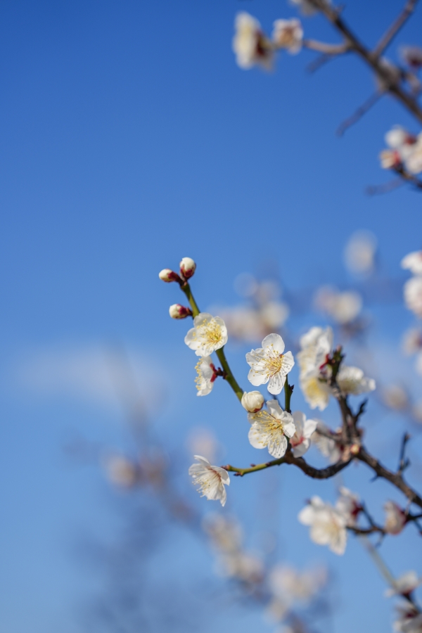 SONY α1 II + FE 24-70mm F2.8 GM II