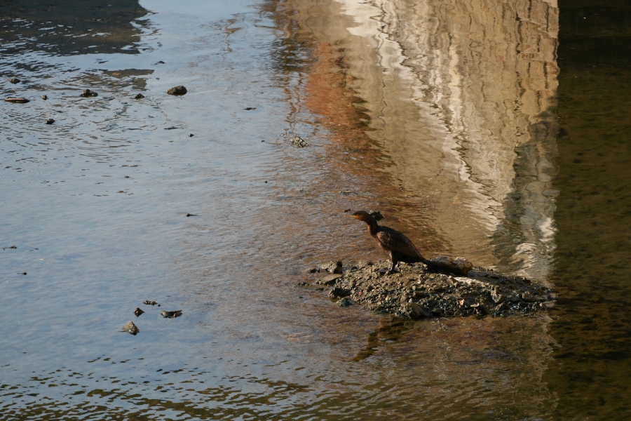 SONY α7CR + TAMRON 25-200mm F/2.8-5.6 Di III VXD