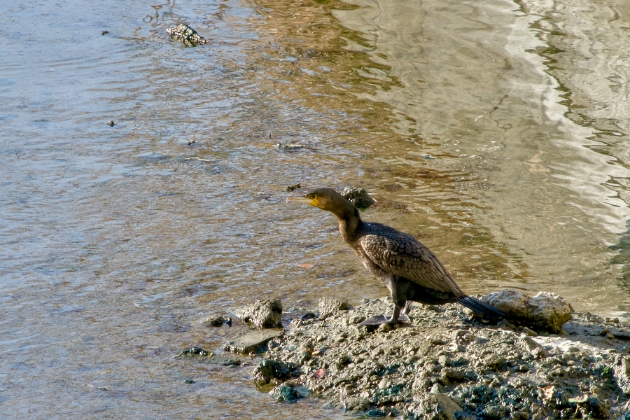 SONY α7CR + TAMRON 25-200mm F/2.8-5.6 Di III VXD